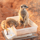 Image: Dominic Cram/British Ecological Society